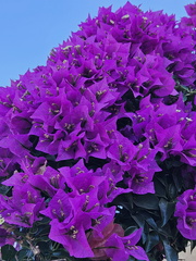 Bougainvillea