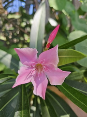 Oleander