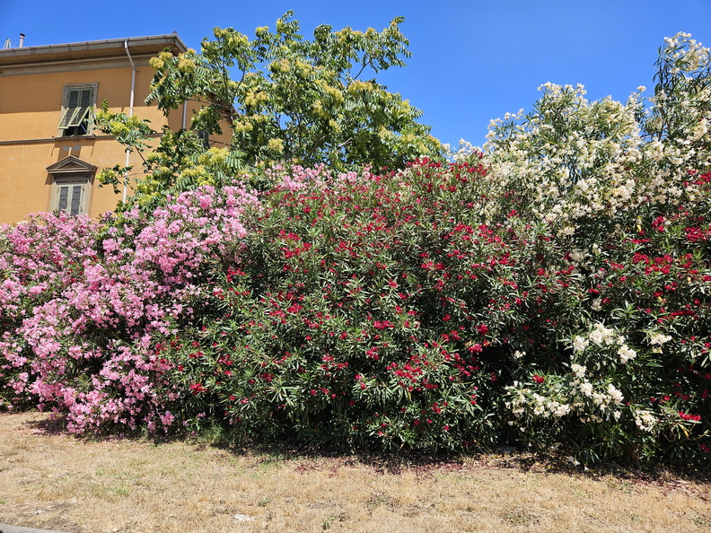 Oleander